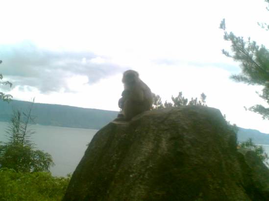 Seekor monyet yang diambil gambarnya dengan kamera Ponsel diatas mobil yang sedang berjalan.