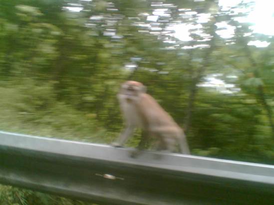 Seekor monyet yang diambil gambarnya dengan kamera Ponsel diatas mobil yang sedang berjalan.